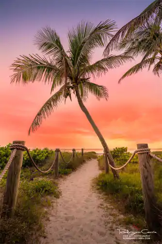 Sunset scene of a path in the sand that leads to the beach with a palm tree on the right.