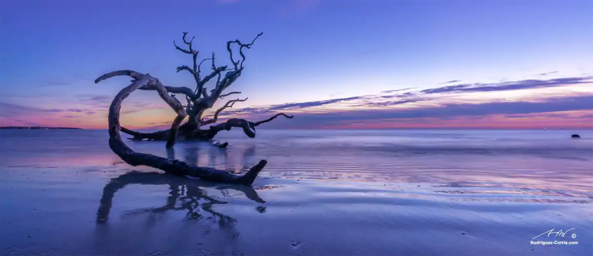 Oak tree drifwood lays on the beach at sunrise with purple and pink sky color reflected on the wet sand.