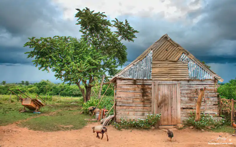 A cuban farm with a storage hut sorrounded by chickens and pig.