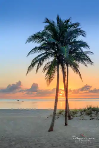 Sunrise at the beach with dunes and palm trees.