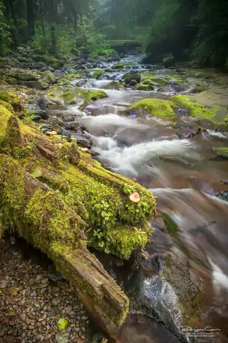 A fallen tree log covered in green moss by the side of a flowing river.