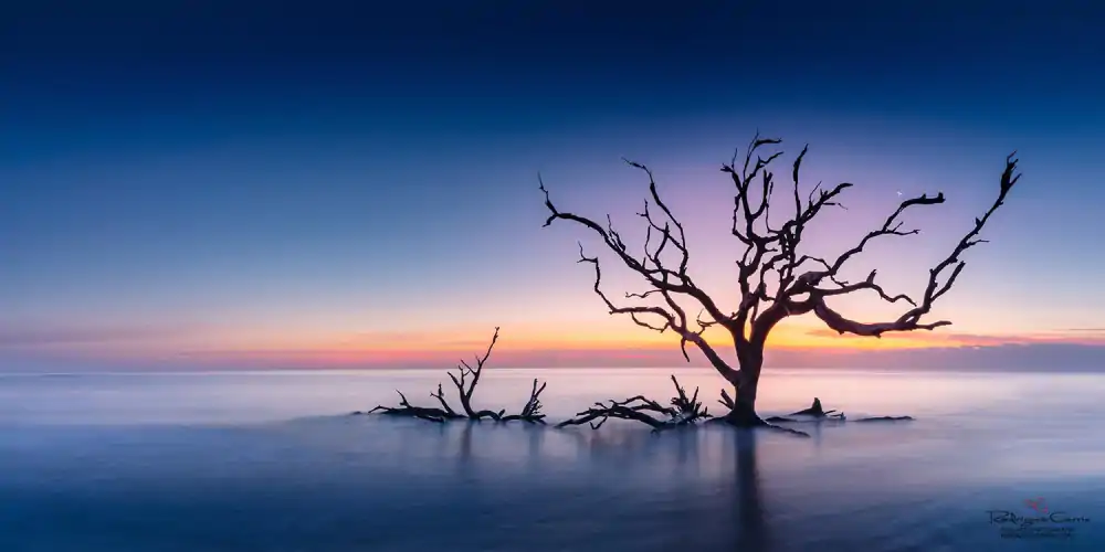 Oak tree on a beach sunrise with purple and blue sky.